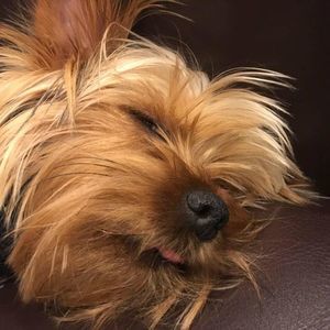 Meet your Posher, Jackson